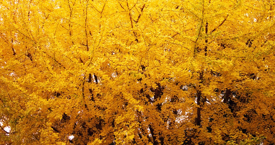 THE GINKGO TREE