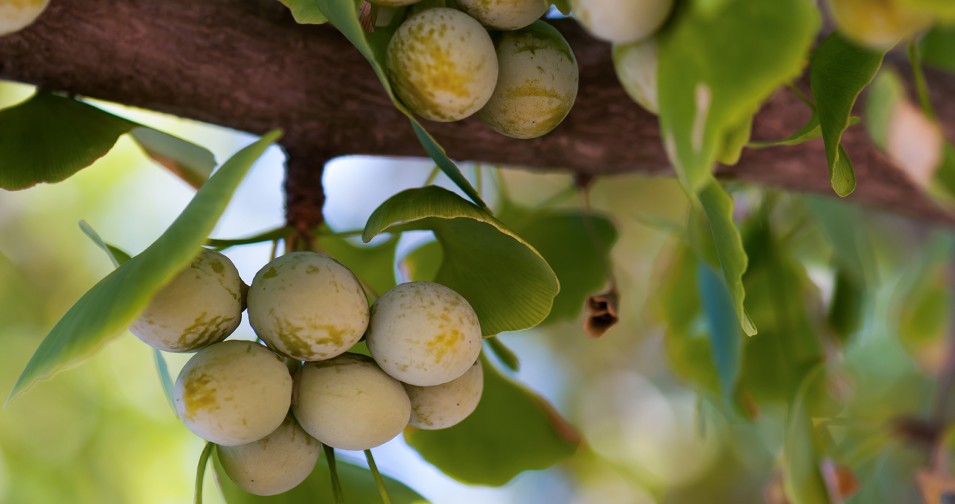 THE GINKGO TREE
