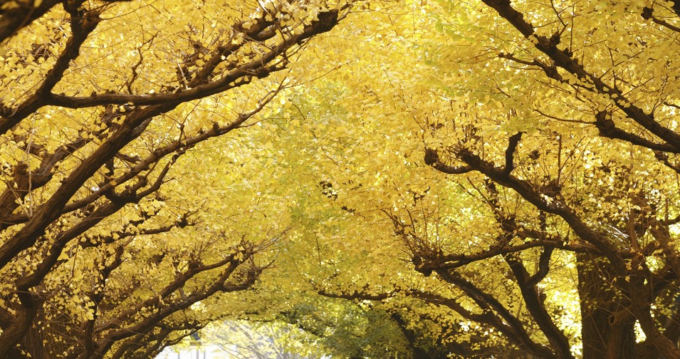 THE GINKGO TREE