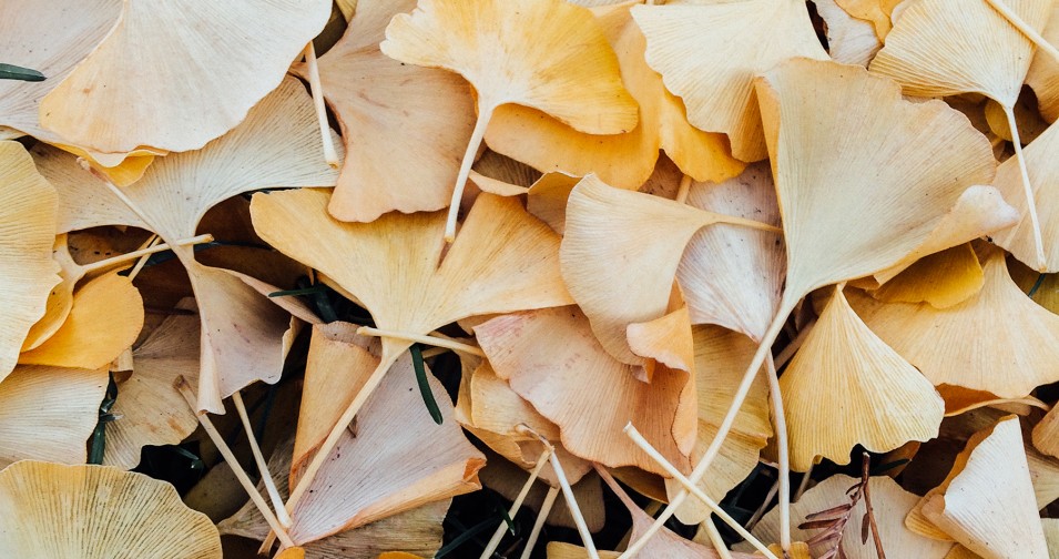 THE GINKGO TREE
