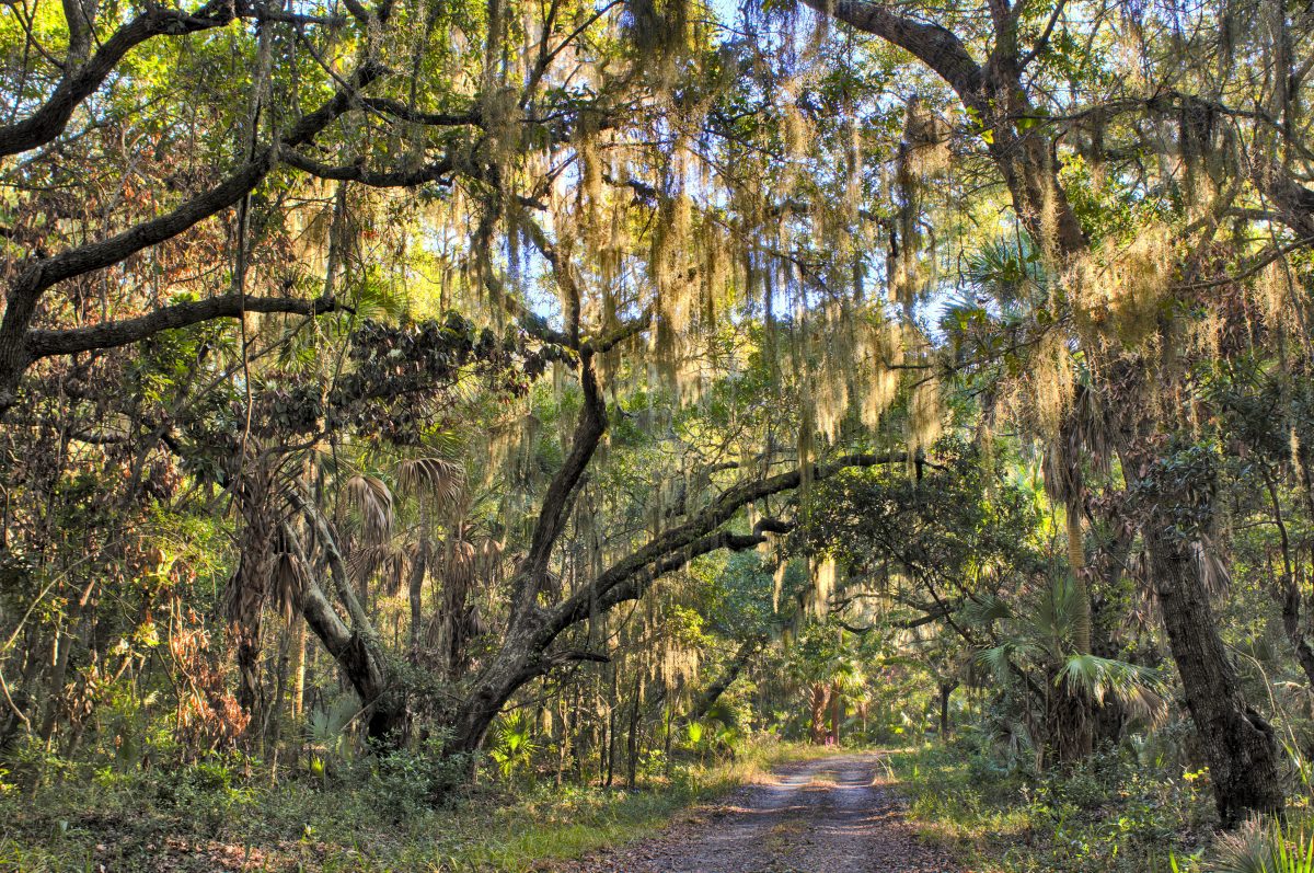 Under the Oaks: Kiawah Island Neighborhoods in the Maritime Forest