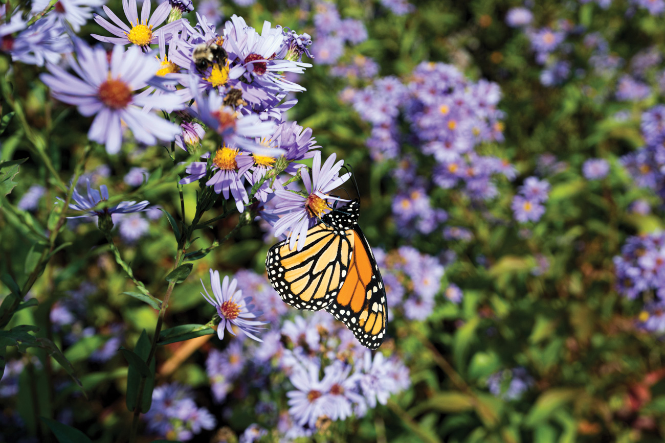 Pollinator Paradise