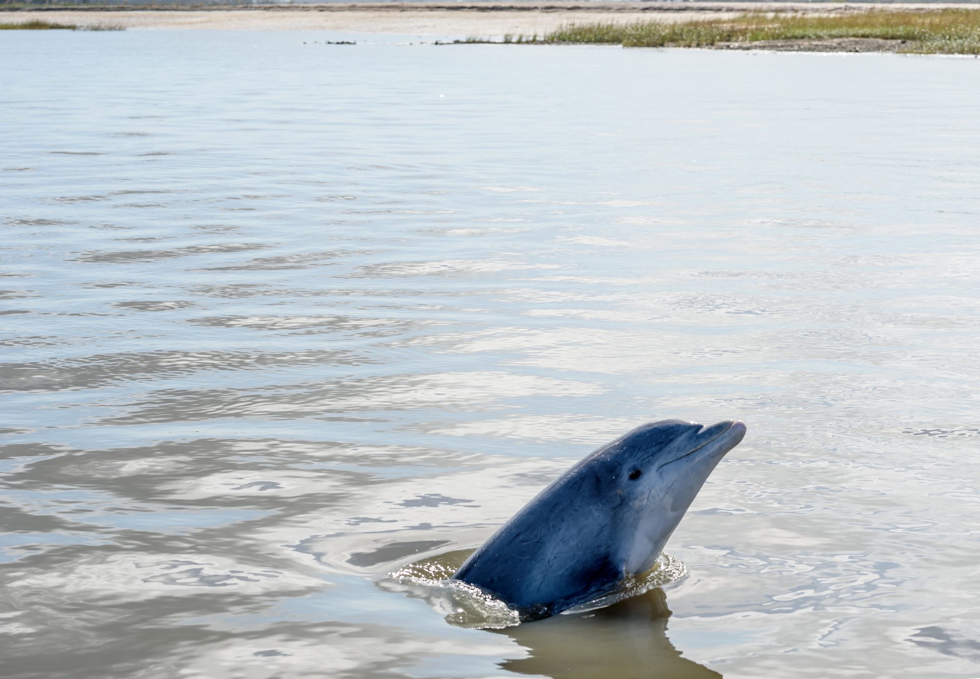 Your Guide to Seeing Kiawah Island Dolphins