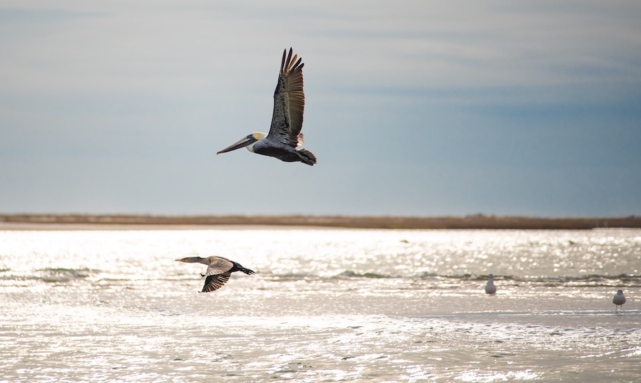 The Complete Guide to Birdwatching on Kiawah Island