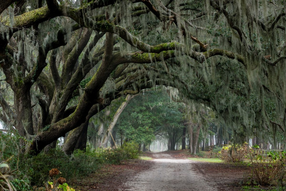 Lowcountry Treasures: About the Angel Oak Tree
