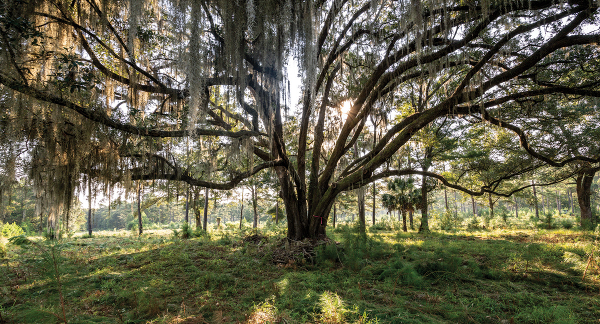 PRESS: Kiawah Island’s Orange Hill Part of a Nationwide Golf Development Surge