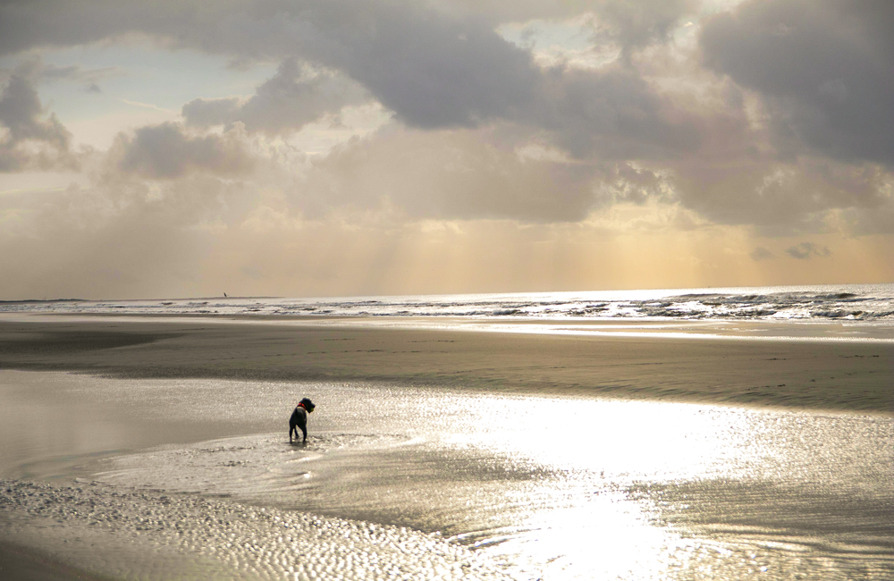 Kick-off the New Year: What to Expect in 2020 on Kiawah Island